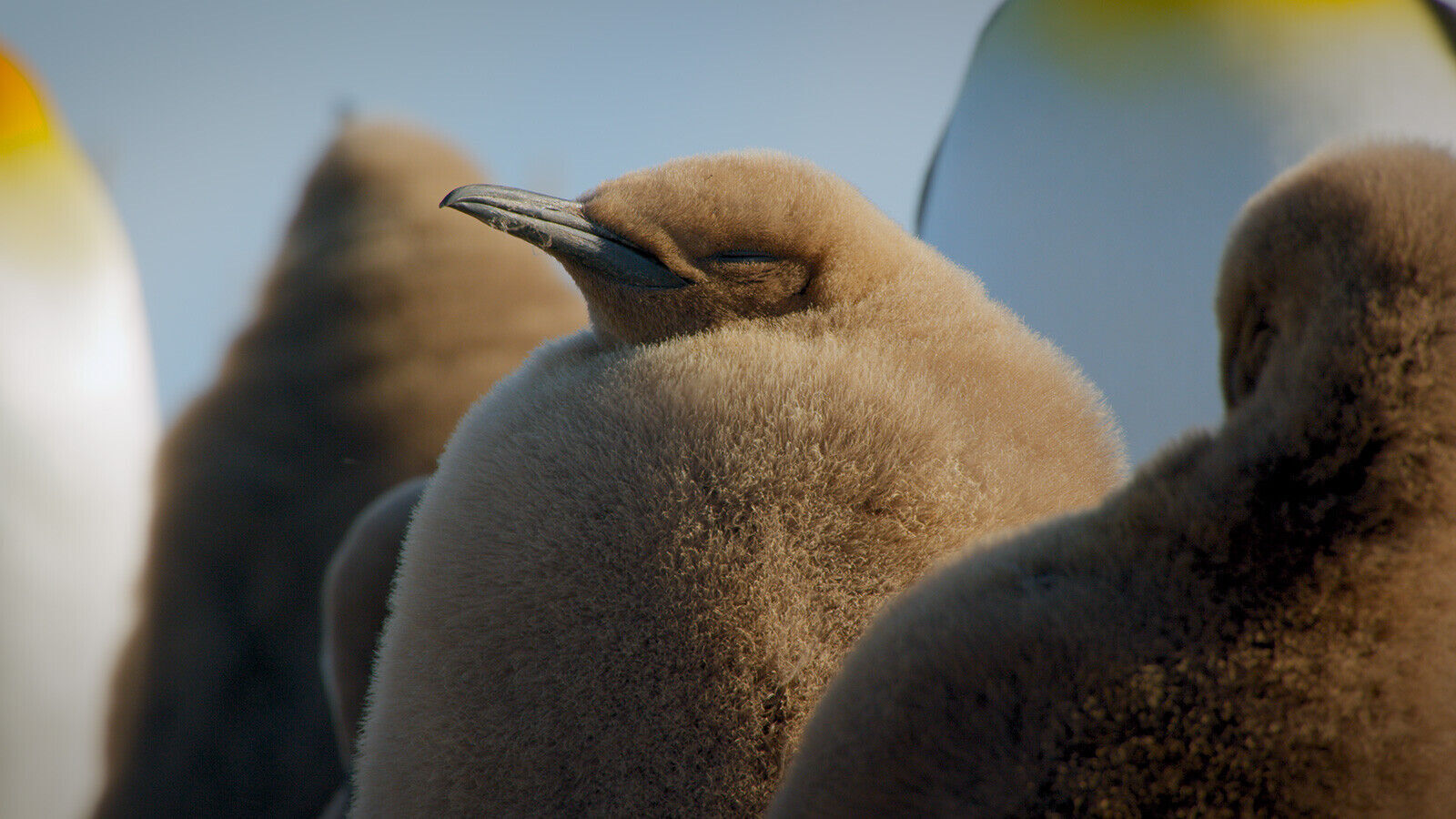 Meet the adorable penguins living across Patagonia